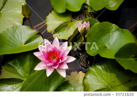 Pink Water Lily, Pink Lotus Pink Water Lily, Pink Lotus 35721620