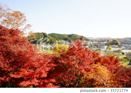 Eigenji Temple Maple 35721774