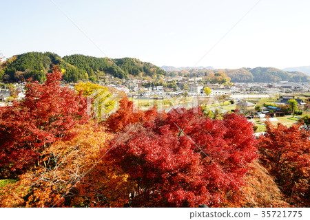 Eigenji Temple Maple 35721775