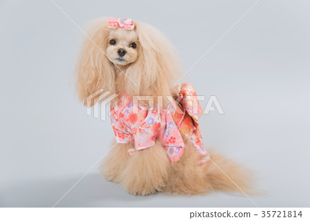 what is a shih tzu toy poodle