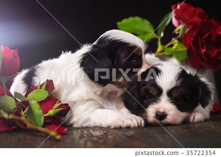 Pair of puppies in flowers Pair of puppies in flowers 35722354