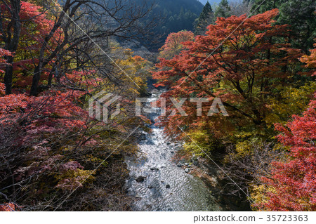 在Oshie谷的秋葉 35723363