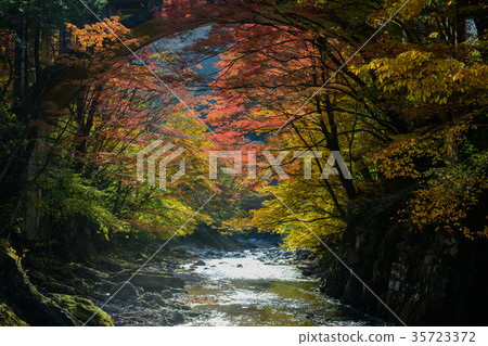 在Oshie谷的秋葉 35723372