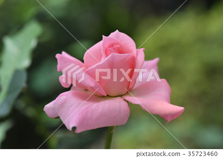 Rose (bridal pink) Rose (bridal pink) 35723460