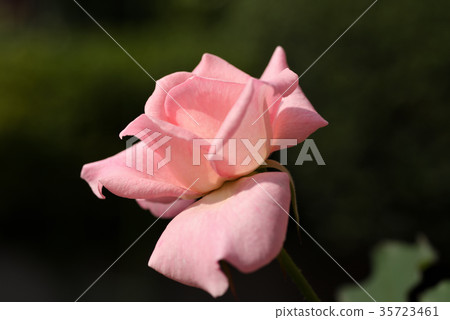 Rose (bridal pink) Rose (bridal pink) 35723461