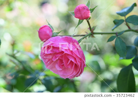 Rose (Ponpononella) Rose (Ponpononella) 35723462