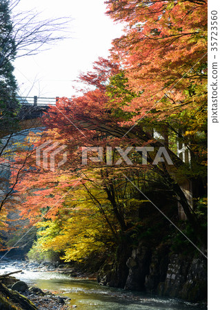 在Oshie谷的秋葉 在Oshie谷的秋葉 35723560