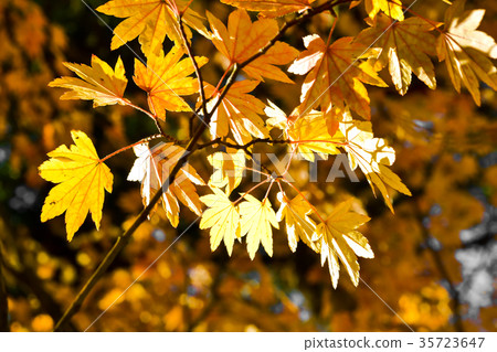 Autumn season of tree and leaves 35723647