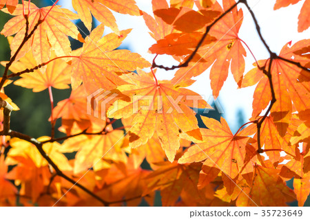 Autumn season of tree and leaves 35723649