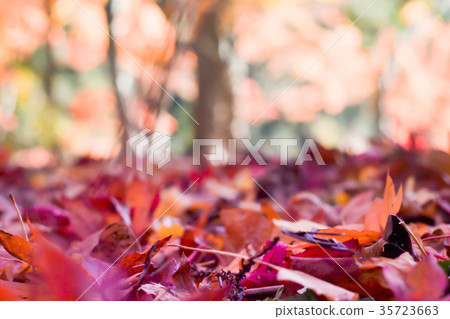 Autumn season of tree and leaves Autumn season of tree and leaves 35723663