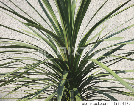 White wall and dracaena White wall and dracaena 35724122