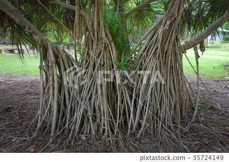 Pandanus tectorius or Pandanus odoratissimus 35724149