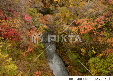 Autumn leaves in the snow split valley # 23 Autumn leaves in the snow split valley # 23 35724301