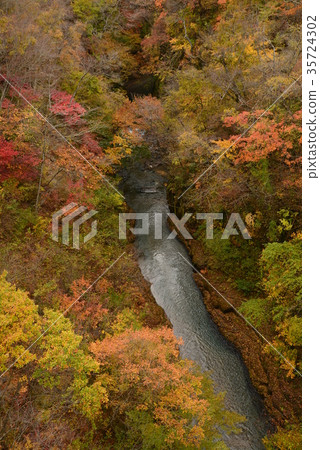 Autumn leaves in the snow split valley # 24 Autumn leaves in the snow split valley # 24 35724302