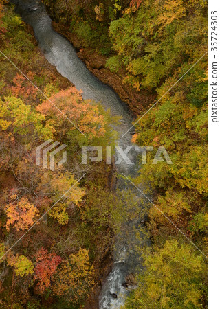 Autumn leaves in the snow split valley # 25 Autumn leaves in the snow split valley # 25 35724303