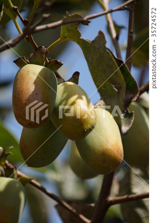 Brush persimmon Brush persimmon 35724572