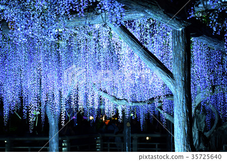 Wisteria wisteria wisteria flower night view purple purple 35725640