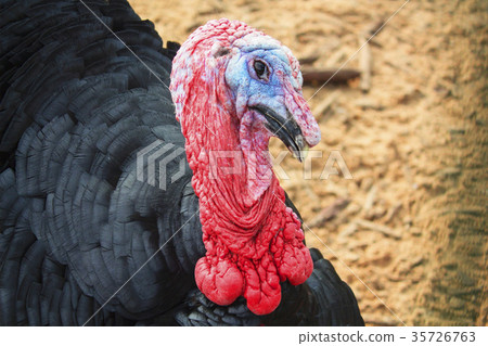 Portrait of a turkey male or gobbler closeup. Portrait of a turkey male or gobbler closeup. 35726763