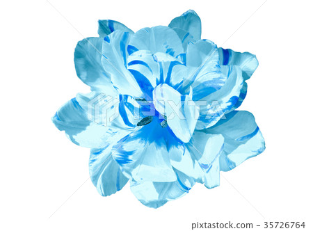 Single tulip flower isolated on a white Single tulip flower isolated on a white 35726764