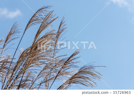 複製小穗和藍天的空間 複製小穗和藍天的空間 35726963