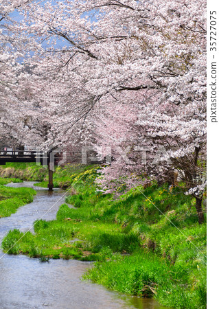 Spring Shinmei Kamogawa Spring Shinmei Kamogawa 35727075