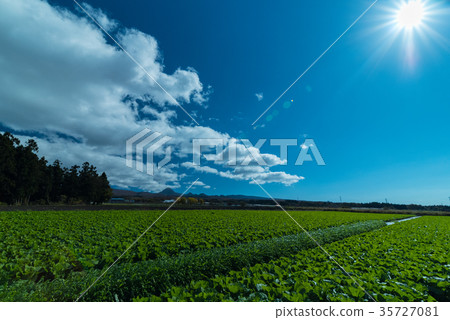 Plateau cabbage field 35727081