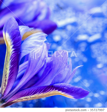 Abstract background in modern halftones with showy Abstract background in modern halftones with showy 35727997