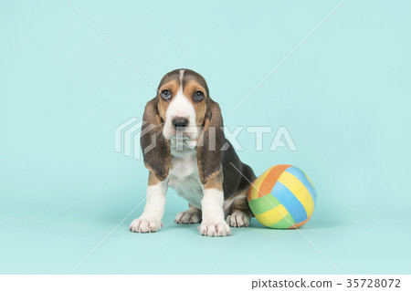 Sitting basset artesien normand puppy with ball 35728072