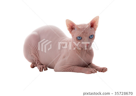 sphynx canadian cat sphynx canadian cat 35728670