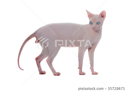 sphynx canadian cat sphynx canadian cat 35728671