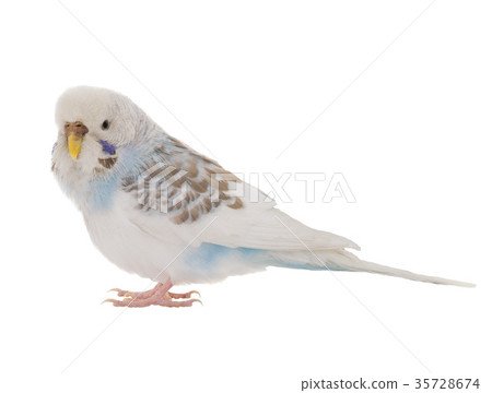 budgie budgie 35728674