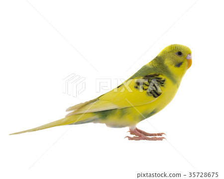 yellow budgie yellow budgie 35728675