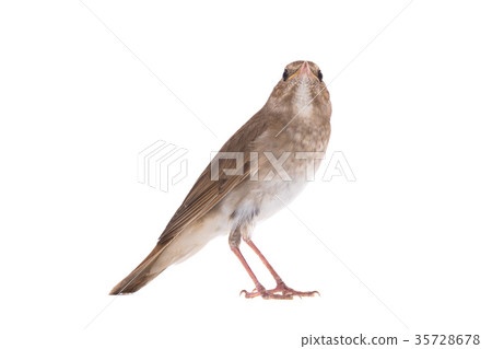 nightingale nightingale 35728678