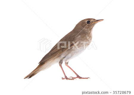 nightingale 35728679