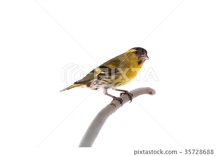 male siskin male siskin 35728688