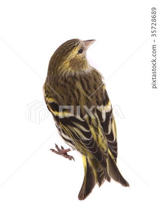 female siskin female siskin 35728689