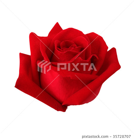 beautiful red rose isolated on white background. beautiful red rose isolated on white background. 35728707