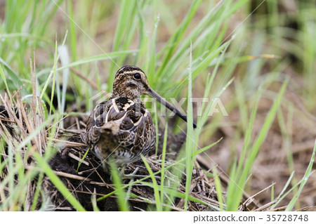 Tashigi(田島) Tashigi(田島) 35728748
