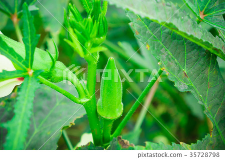 The fresh okra or ladyfinger. 35728798
