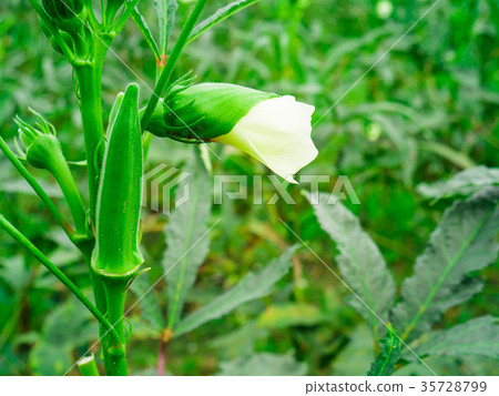 The fresh okra or ladyfinger. The fresh okra or ladyfinger. 35728799