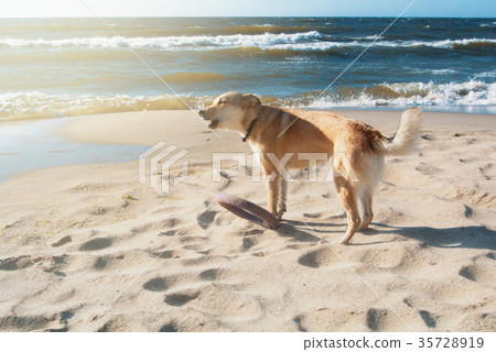 A dog with frisbee barking on the sand dune  35728919