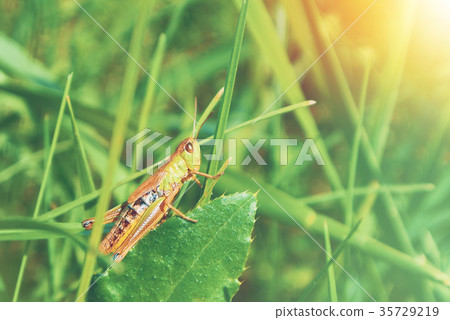 Big green grasshopper sitting on a green leaf  35729219