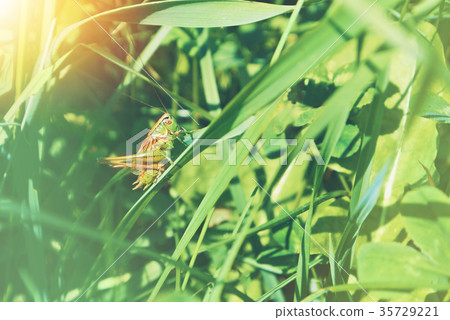 Big green grasshopper sitting on a blade of Big green grasshopper sitting on a blade of 35729221