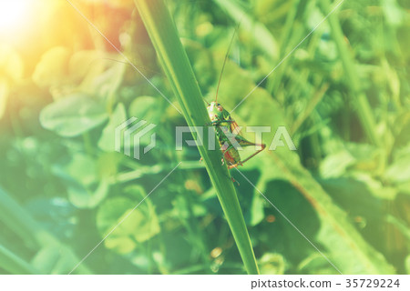 Big green grasshopper sitting on a blade Big green grasshopper sitting on a blade 35729224