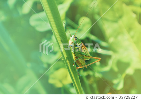 Big green grasshopper sitting on a blade of grass Big green grasshopper sitting on a blade of grass 35729227