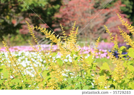 Autumn park Salvia madrensis flower Autumn park Salvia madrensis flower 35729283