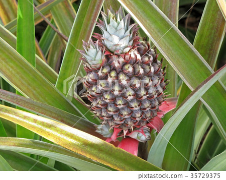 Pineapple on the plant, tropical fruit in nature 35729375