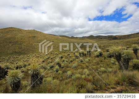 Beautiful colombian Paramo highland with 35729416