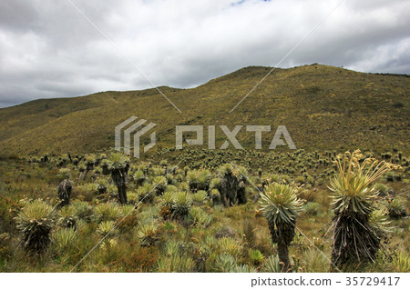 Beautiful colombian Paramo highland with 35729417