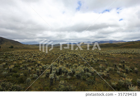 Beautiful colombian Paramo highland with 35729418